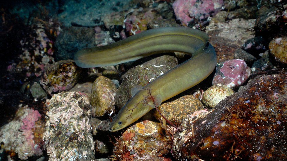 European eel