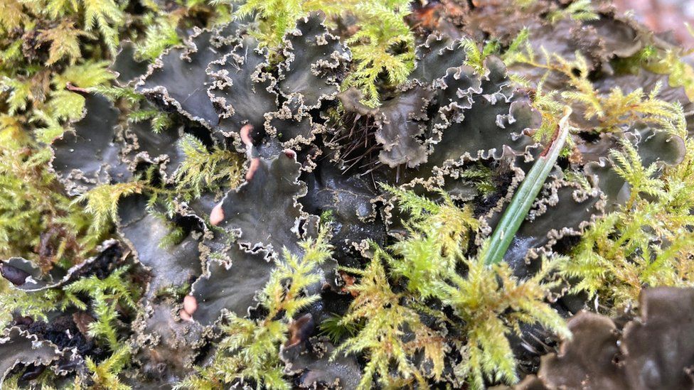 Stricta sylvatica lichen