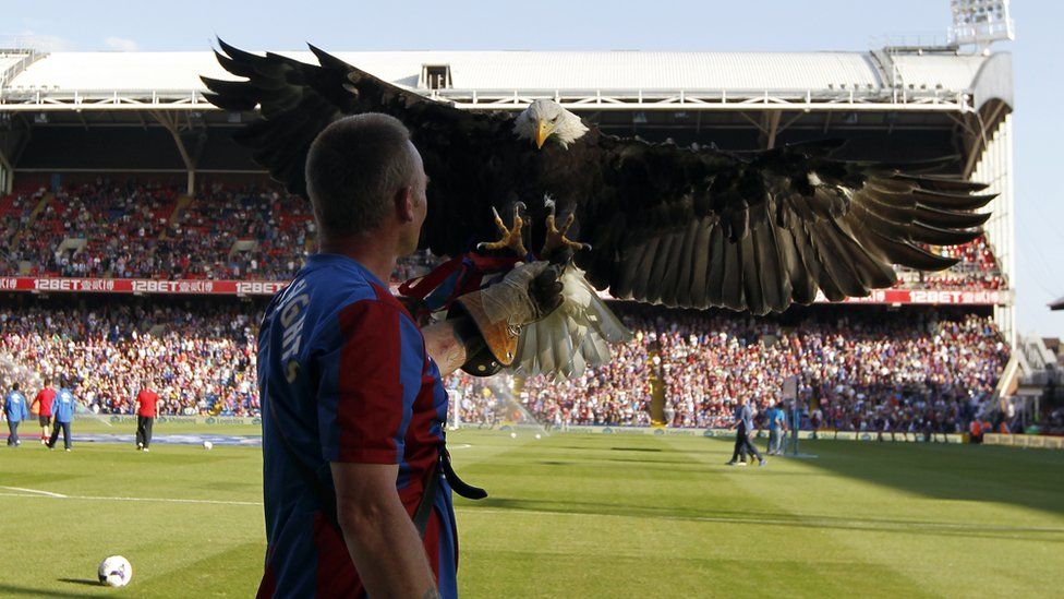 Crystal Palace's mascot Kayla the eagle flies before the English Premier League football match between Crystal Palace and Sunderland at Selhurst Park in south London on August 31, 2013