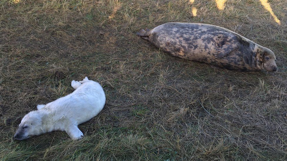 Seal pup with its mother at Donna Nook Nature Reserve