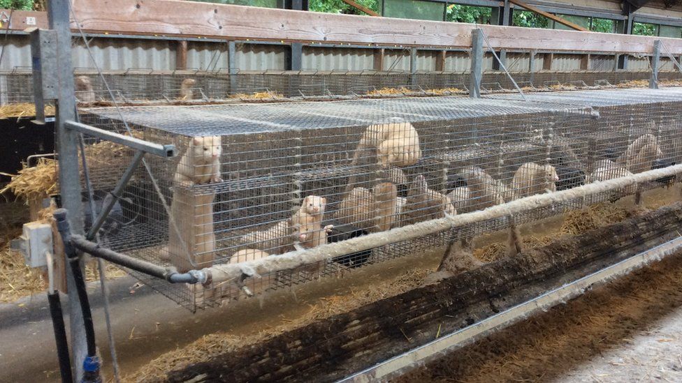 Fur farm cages at Aarhus University, Denmark