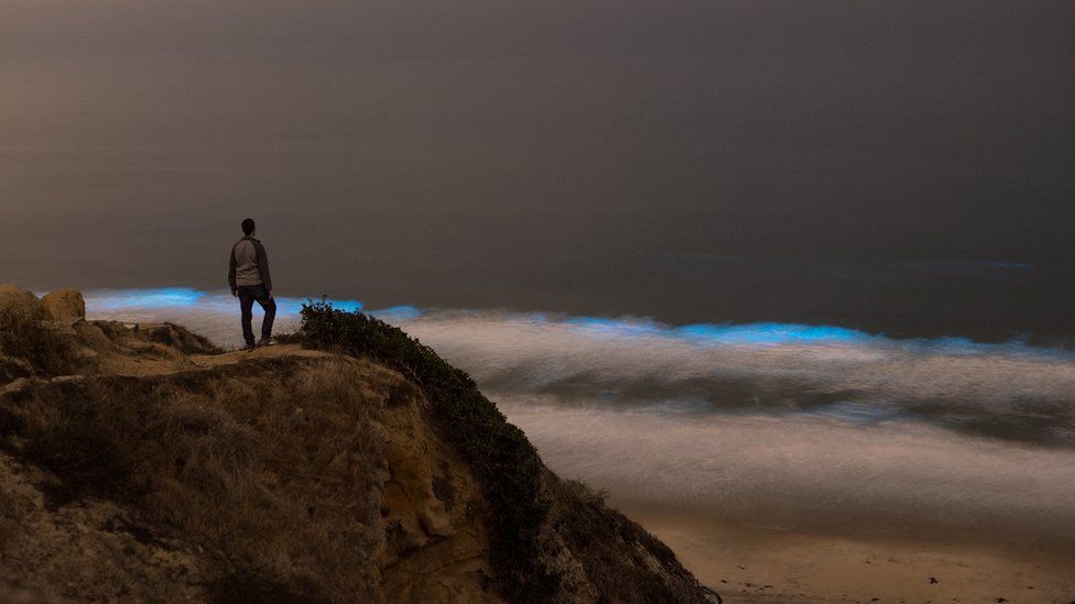"It's pretty incredible to see bioluminescence in person, but it can be surprisingly easy to miss!" photographer Jack Fusco explained. He captured this observer on a vantage point