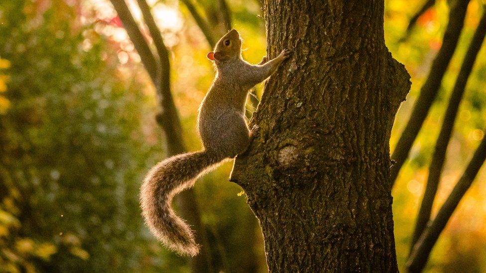 Squirrel climbing a tree