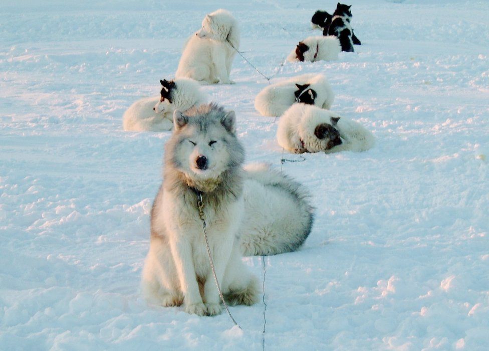 Canadian Inuit dogs