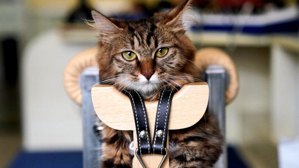 A cat is seen recieving an acupuncture treatment in China. It stares down camera and is in a harness,