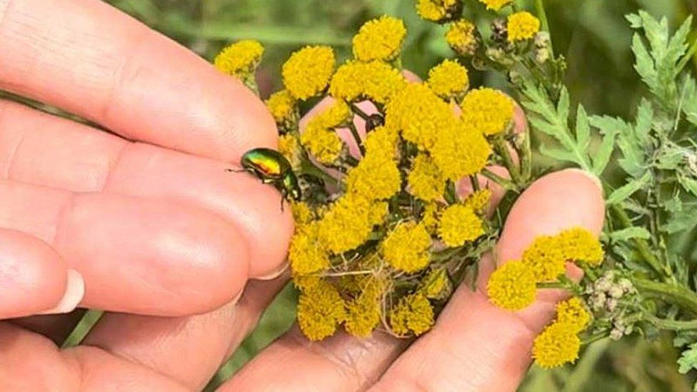 Tansy beetles on hands and plants