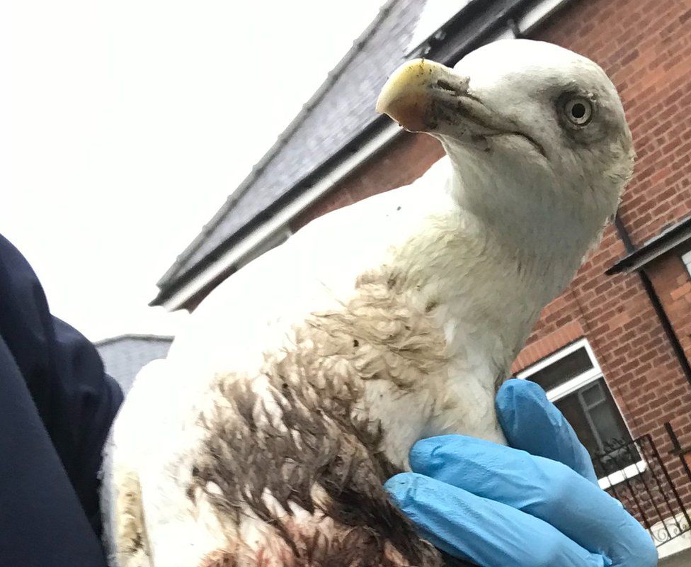 Injured seagull being held by an RSPCA inspector