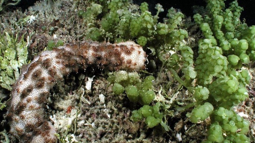 A sea cucumber feeds on algae. File photo