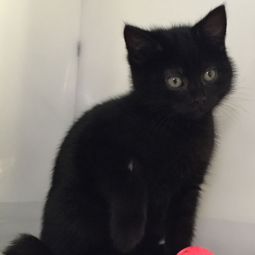 Hermaphrodite kitten Bellini stuns vets BBC News