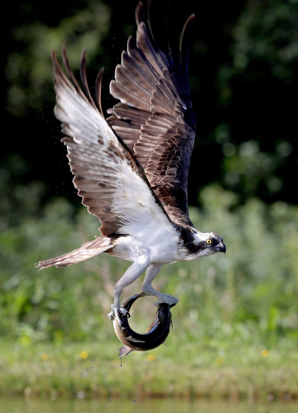 An osprey catches a rainbow trout in a loch near Aviemore in the Cairngorms