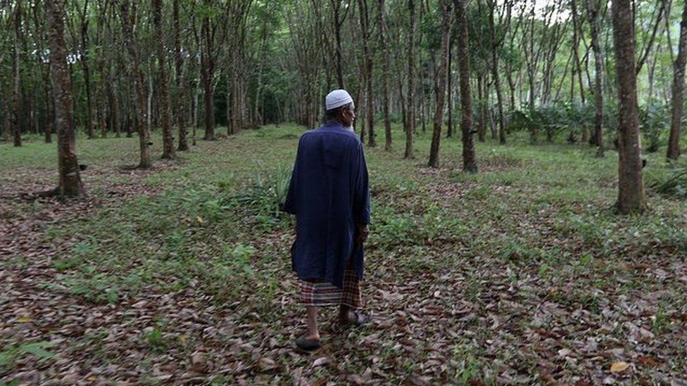 A picture of a Thai Muslim villager walking in a rubber plantation