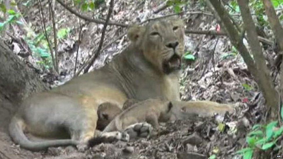 Lioness feeds cub in the Gir forest