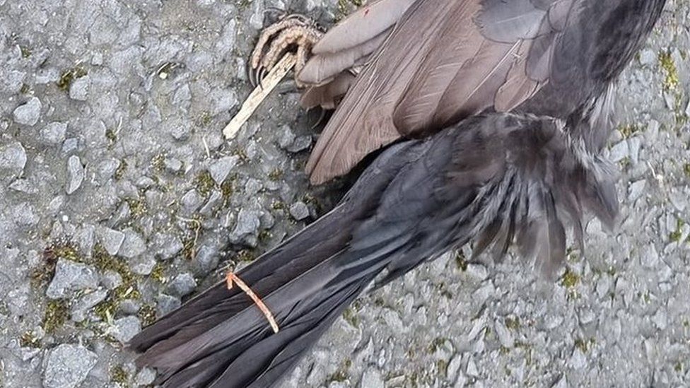 A dead bird