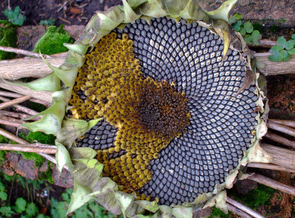 The head of a sunflower