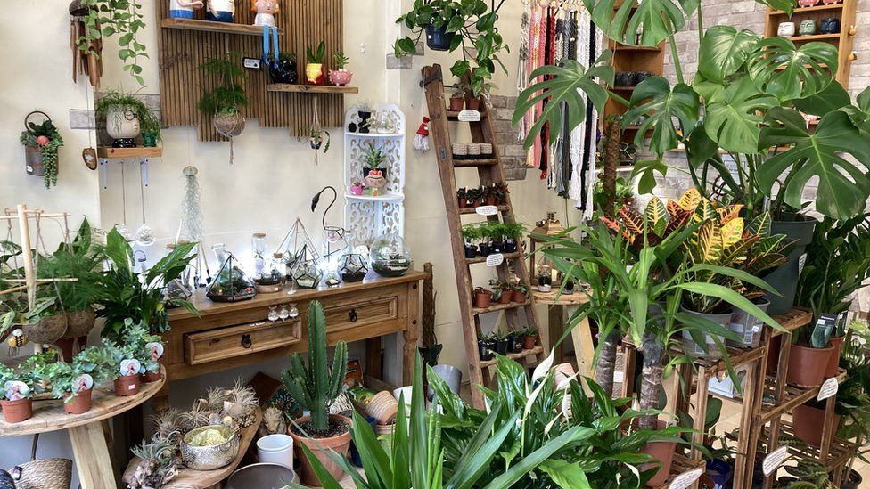 Plant shop in Lowestoft full of plants
