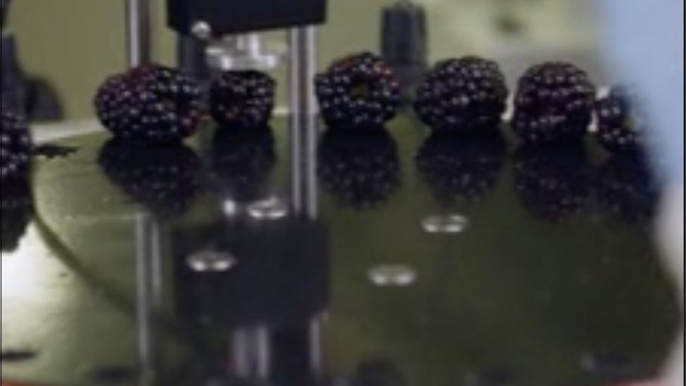 Seedless blackberries