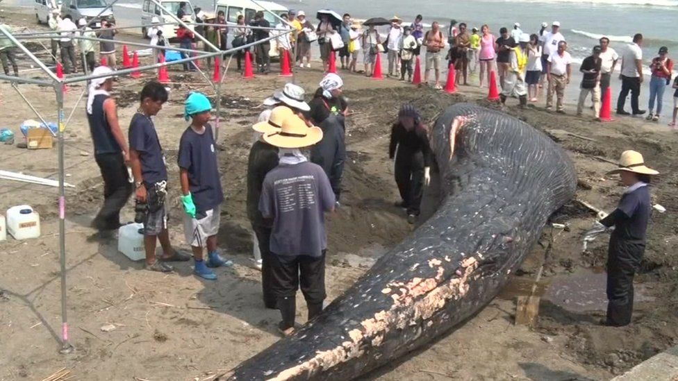 A baby blue whale lies surrounded by people on a beach in Kamakura, a city 70 kilometres (43 miles) south of Tokyo, on Japan's southern coast on 4 August 2018.