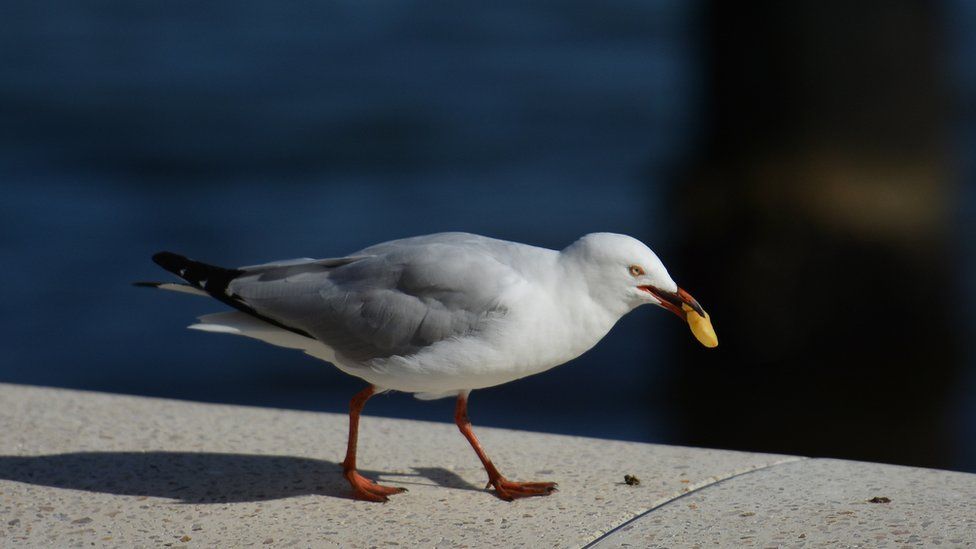 Scarborough: Arrest after seagull killed on pavement - BBC News