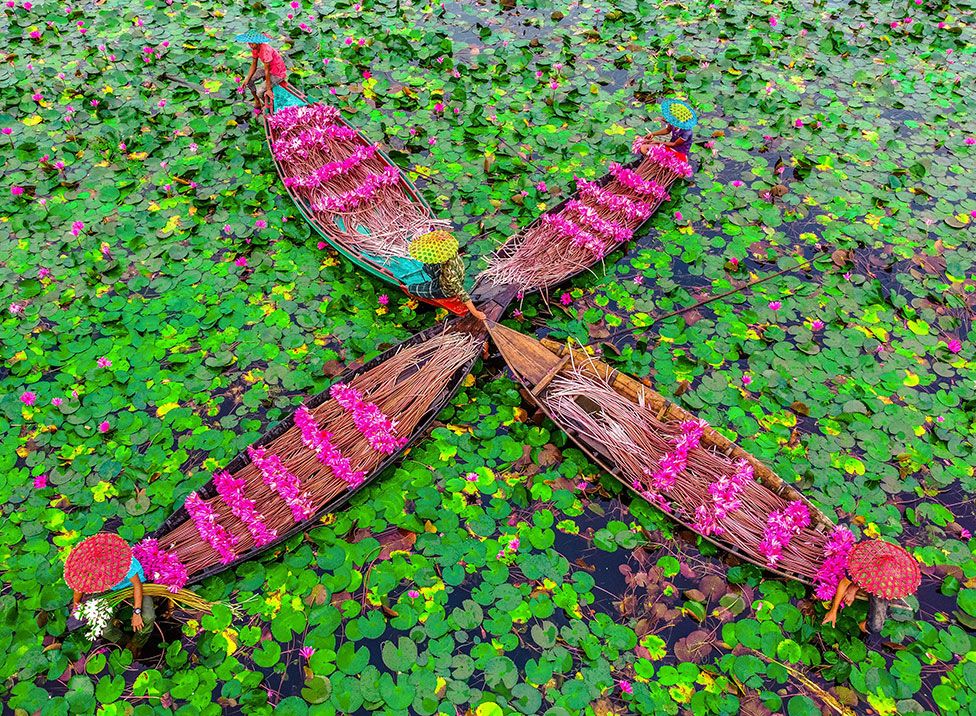 Farmers harvest water lilies in Barishal, Bangladesh, on 24 February 2022