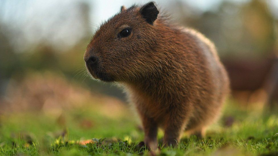 The world's largest rodent, the capybara, is native to the Pantanal