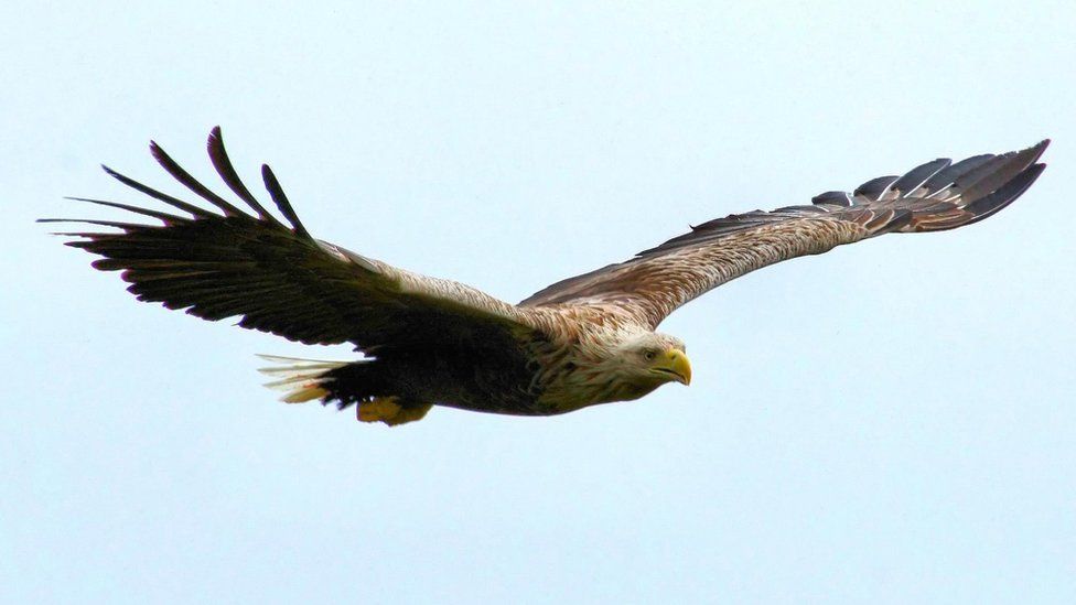 White tailed sea eagles