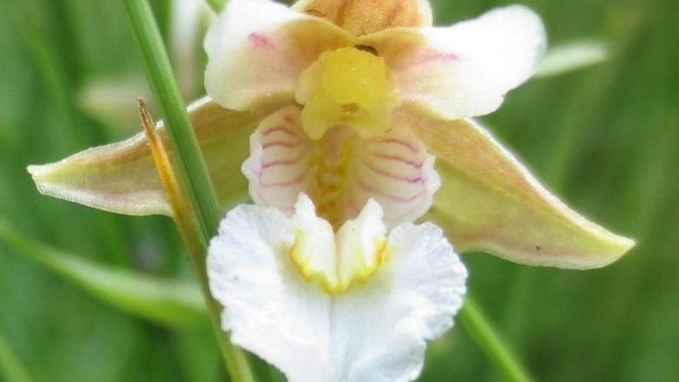 Lye Valley's SSSI protected sites and plants 'under threat' BBC News