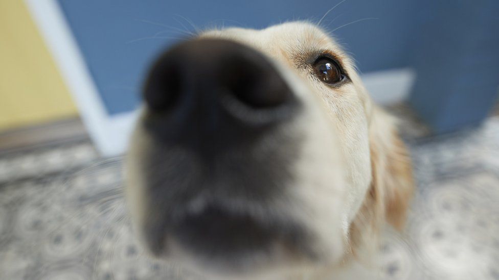 Dogs might be able to 'see' with noses says study BBC Newsround