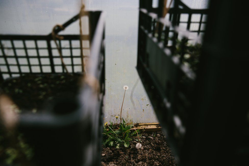 A wild dandelion plant is seen inside the polytunnel