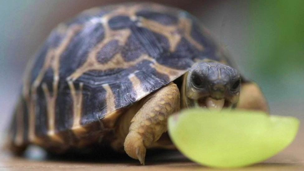 Tortoise, 102, Is Guest Of Honour At Wedding - Bbc News