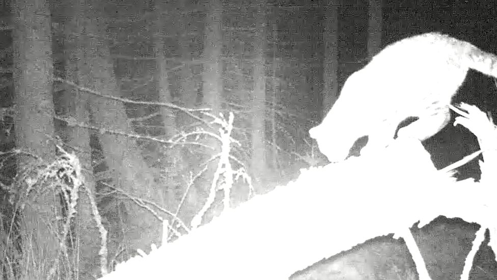 The wildcat captured on night vision camera