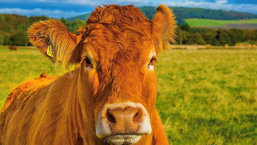 Highland Cows at Jacksons at jedburgh — Jacksons at Jedburgh