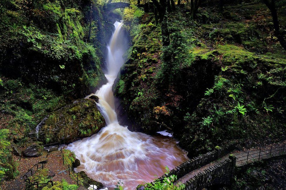 Take a Look: Rescue dog rescued from waterfall