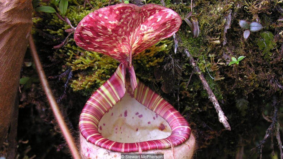 Nepenthes pilosa