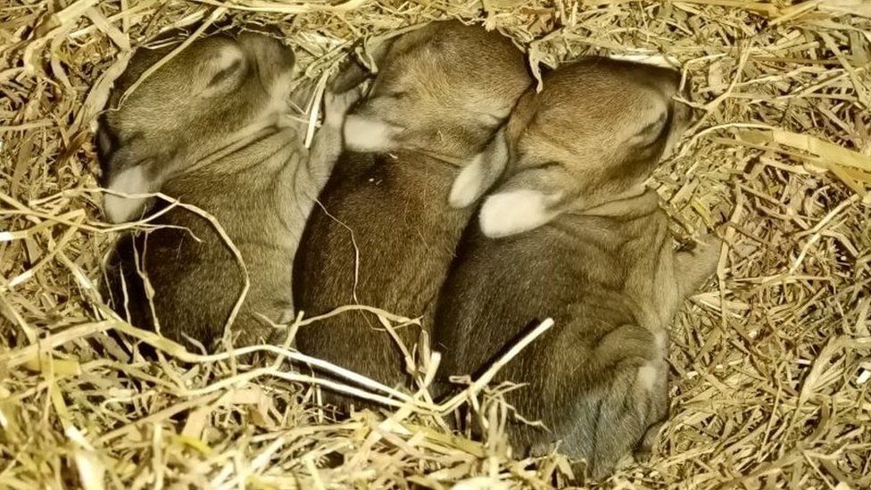 Sleeping rabbits at a rescue centre