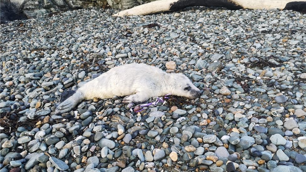 Seal pup with balloon string around its flipper