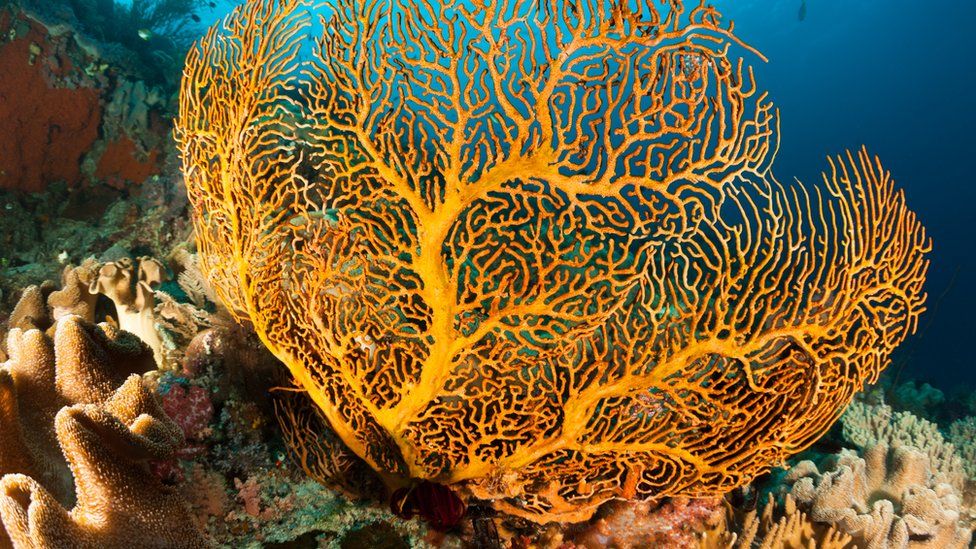A Gorgonian sea fan in a coral reef