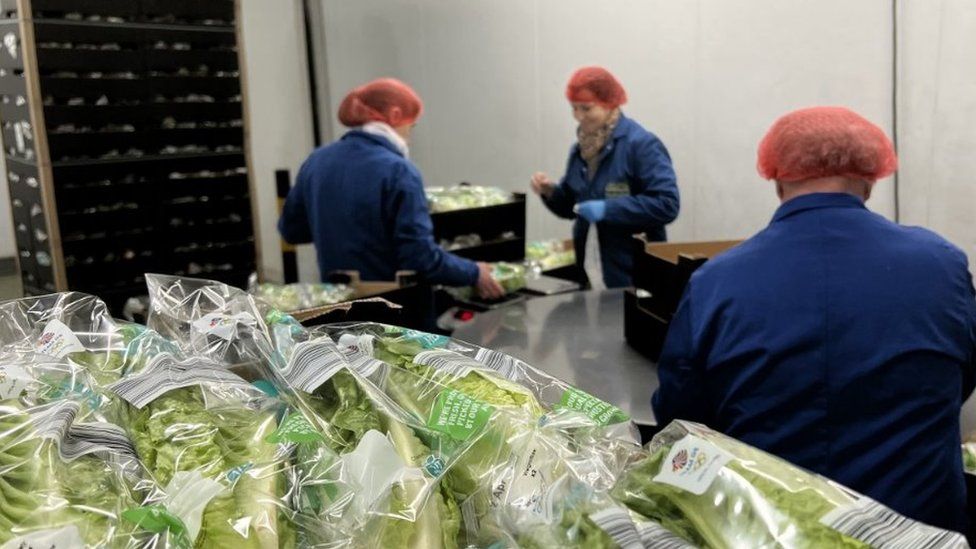 Workers packing lettuce in Gloucestershire