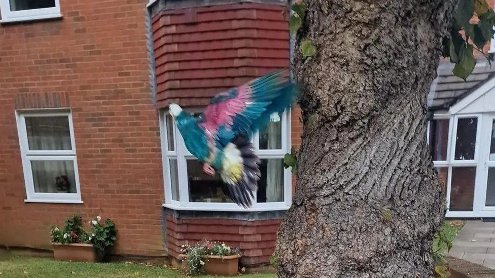 A blue bird with pink under its wings flies away from a tree trunk.