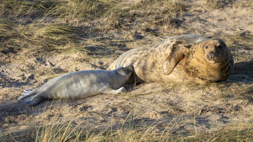 A mother feeding her young pup on Blakeney Point