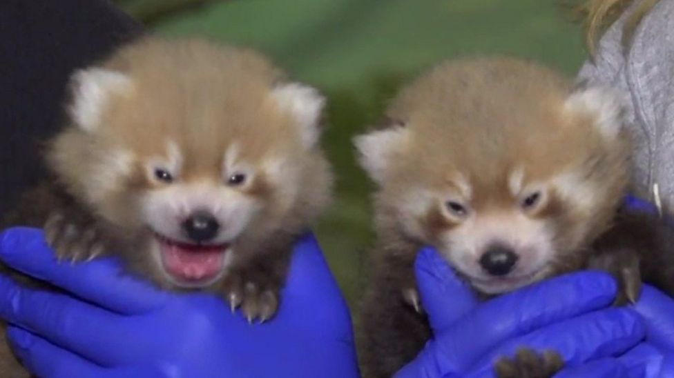 Wildlife This cute baby red panda finally has a name! BBC Newsround