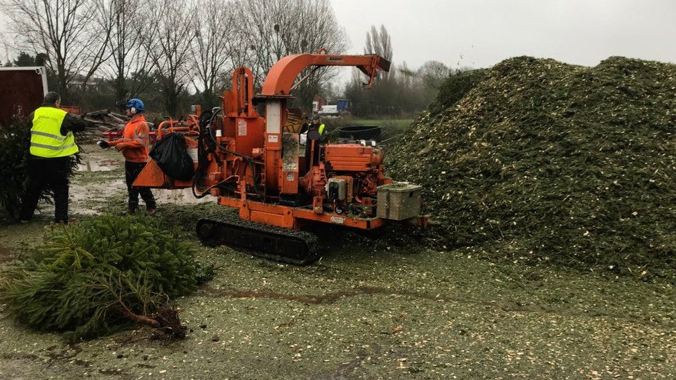Christmas trees being turned into chippings