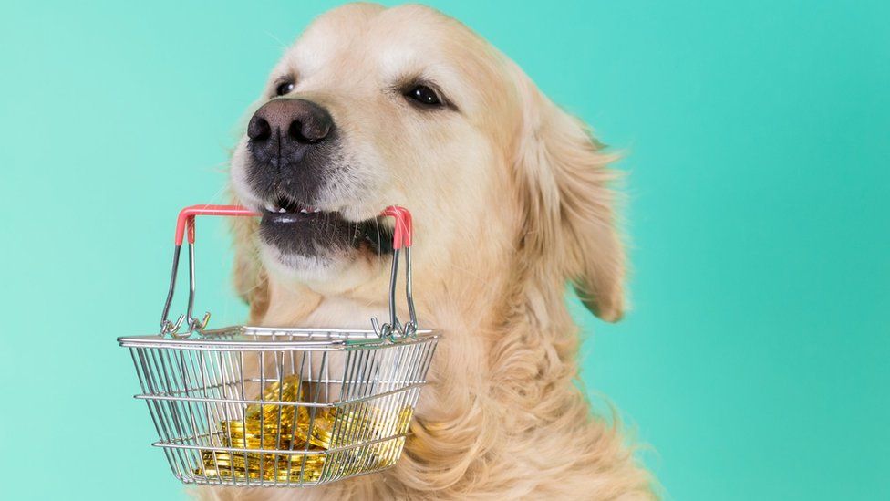 Golden retriever with basket of gold coins