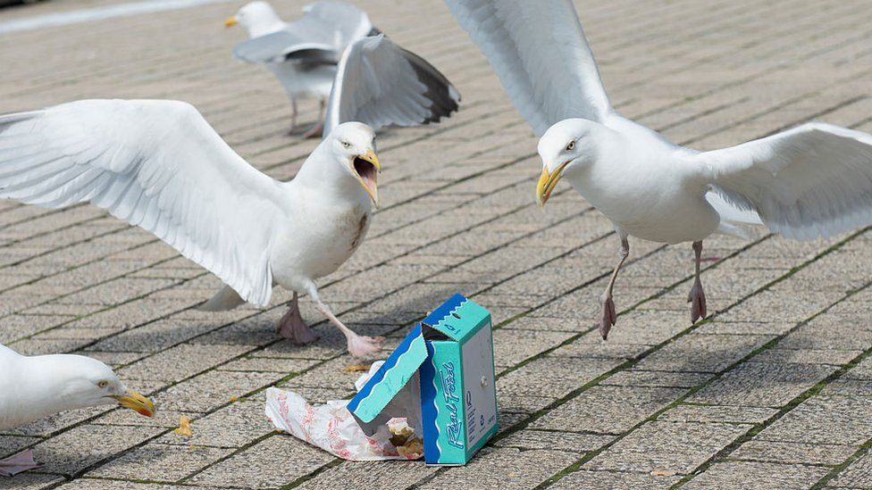 seagulls fighting over food