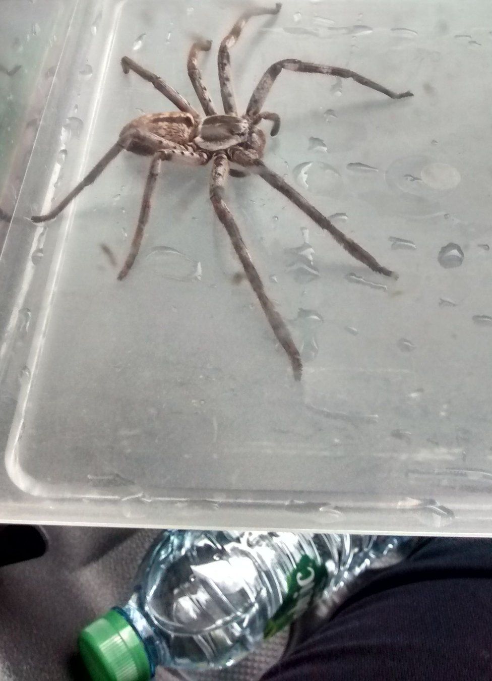 The spider, leg to leg, around the size of a water bottle