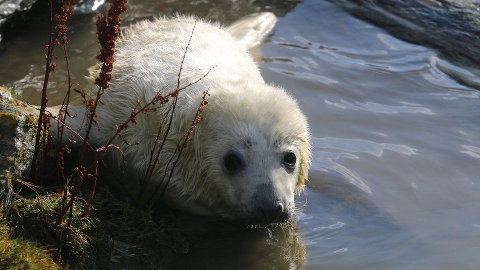 Seal pup at the Calf of Man