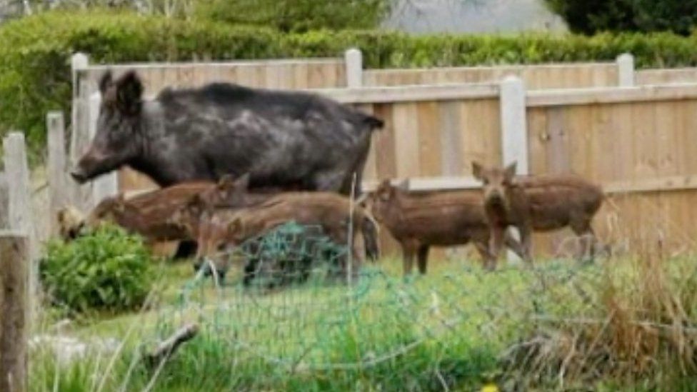 The wild boar and piglets