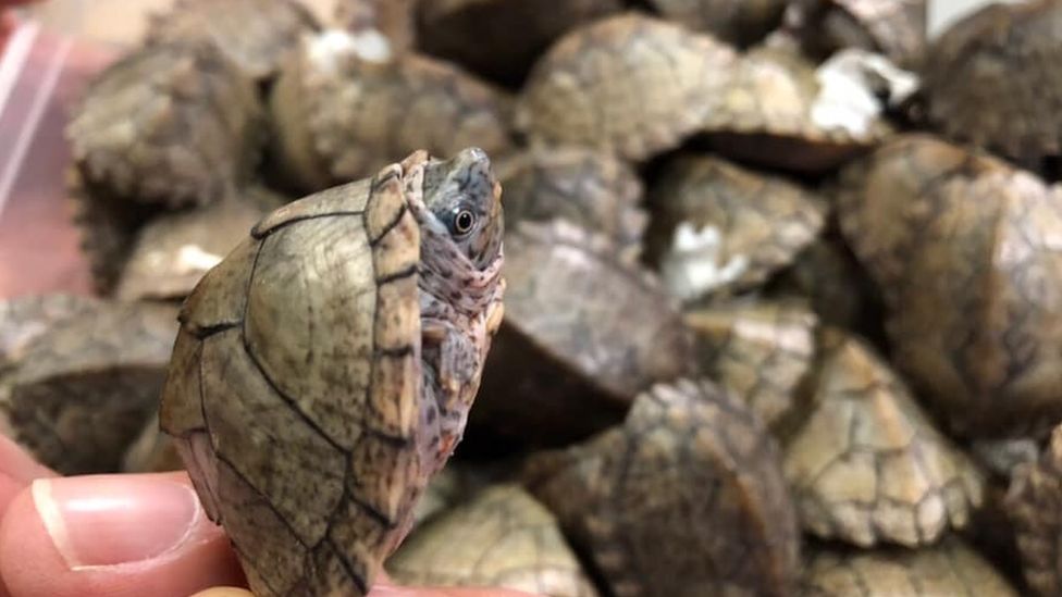 Turtles found at the NAIA