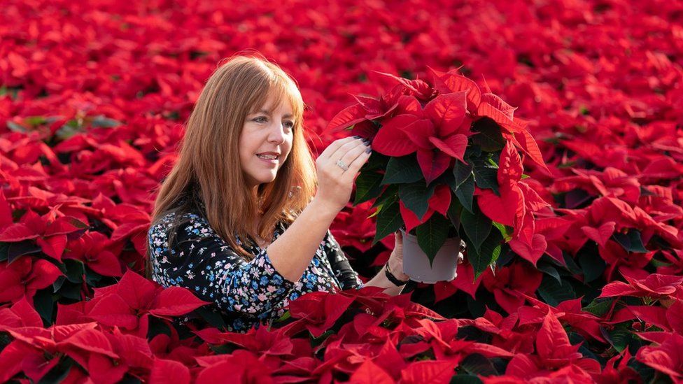 Lisa Lindfield pictured among a crop of poinsettias at Bridge Farm Group in Spalding, Lincolnshire, ahead of Christmas