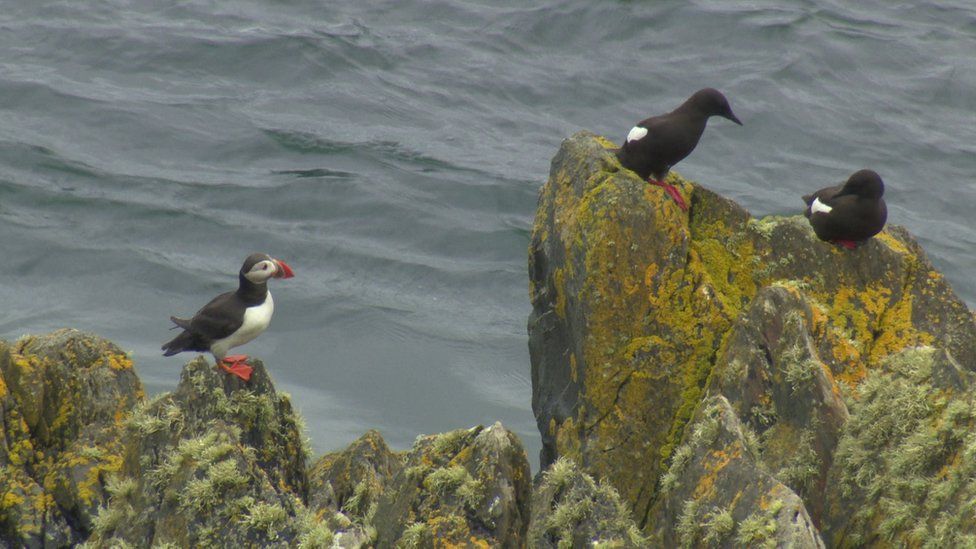 Irish Sea needs better protection, say conservationists - BBC News