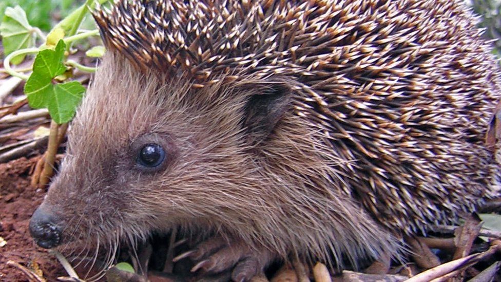 File image of a hedgehog